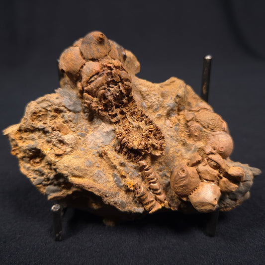 JIMBACRINUS BOSTOCKI CRINOID FOSSIL, Permian, Australia XJB004