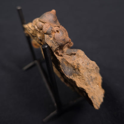 JIMBACRINUS BOSTOCKI CRINOID FOSSIL, Permian, Australia XJB004