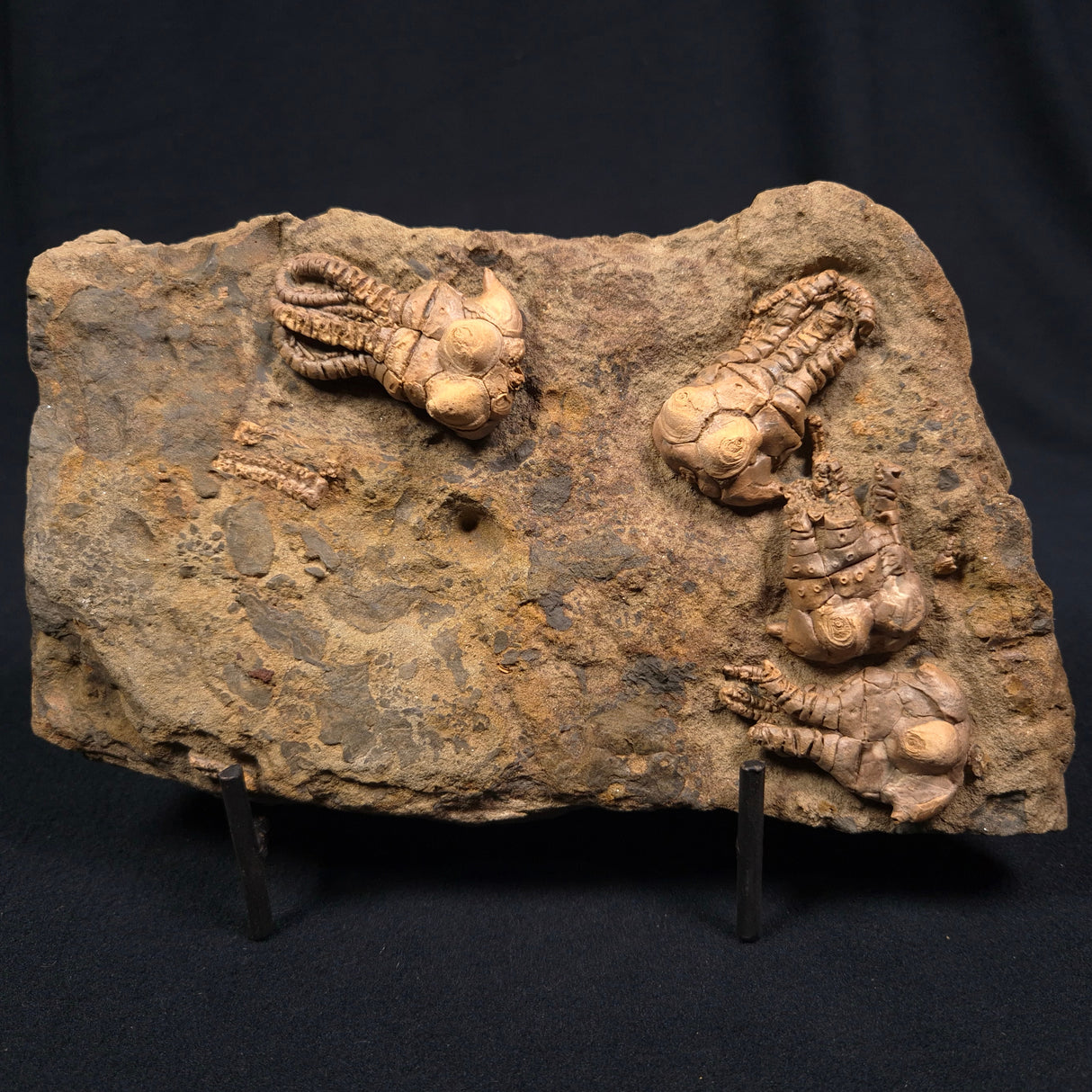 JIMBACRINUS BOSTOCKI CRINOID FOSSIL, Permian, Australia XJB005