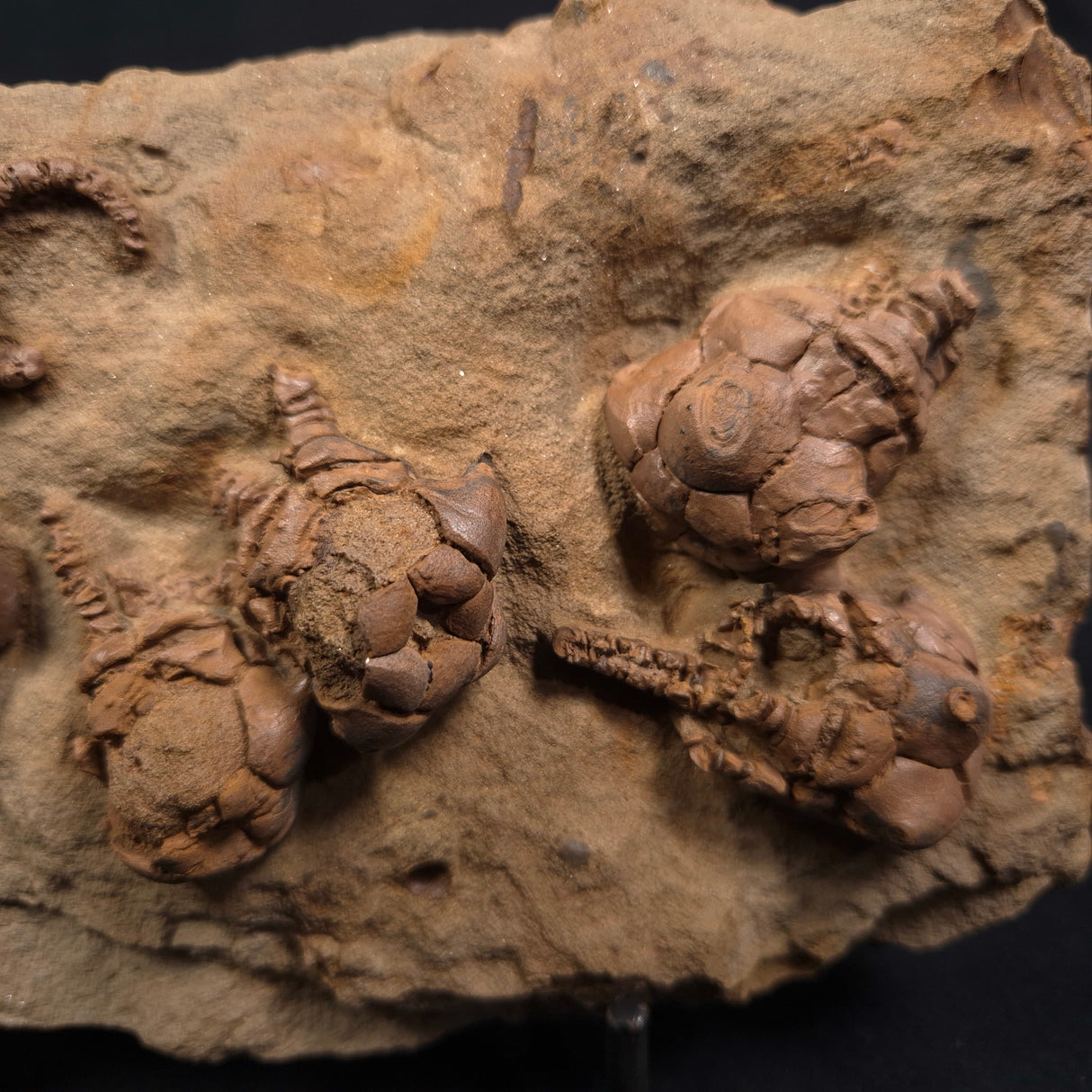 JIMBACRINUS BOSTOCKI CRINOID FOSSIL, Permian, Australia XJB005