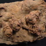 JIMBACRINUS BOSTOCKI CRINOID FOSSIL, Permian, Australia XJB005