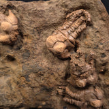 JIMBACRINUS BOSTOCKI CRINOID FOSSIL, Permian, Australia XJB005