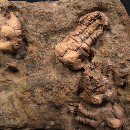 JIMBACRINUS BOSTOCKI CRINOID FOSSIL, Permian, Australia XJB005