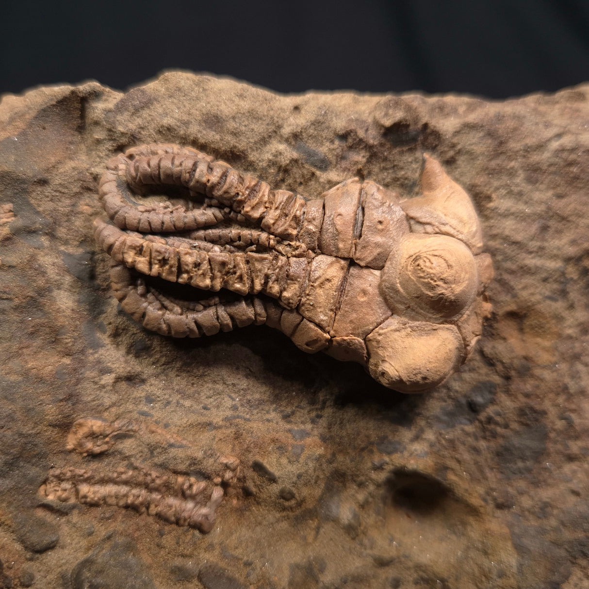 JIMBACRINUS BOSTOCKI CRINOID FOSSIL, Permian, Australia XJB005