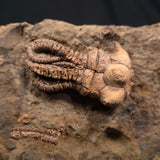 JIMBACRINUS BOSTOCKI CRINOID FOSSIL, Permian, Australia XJB005