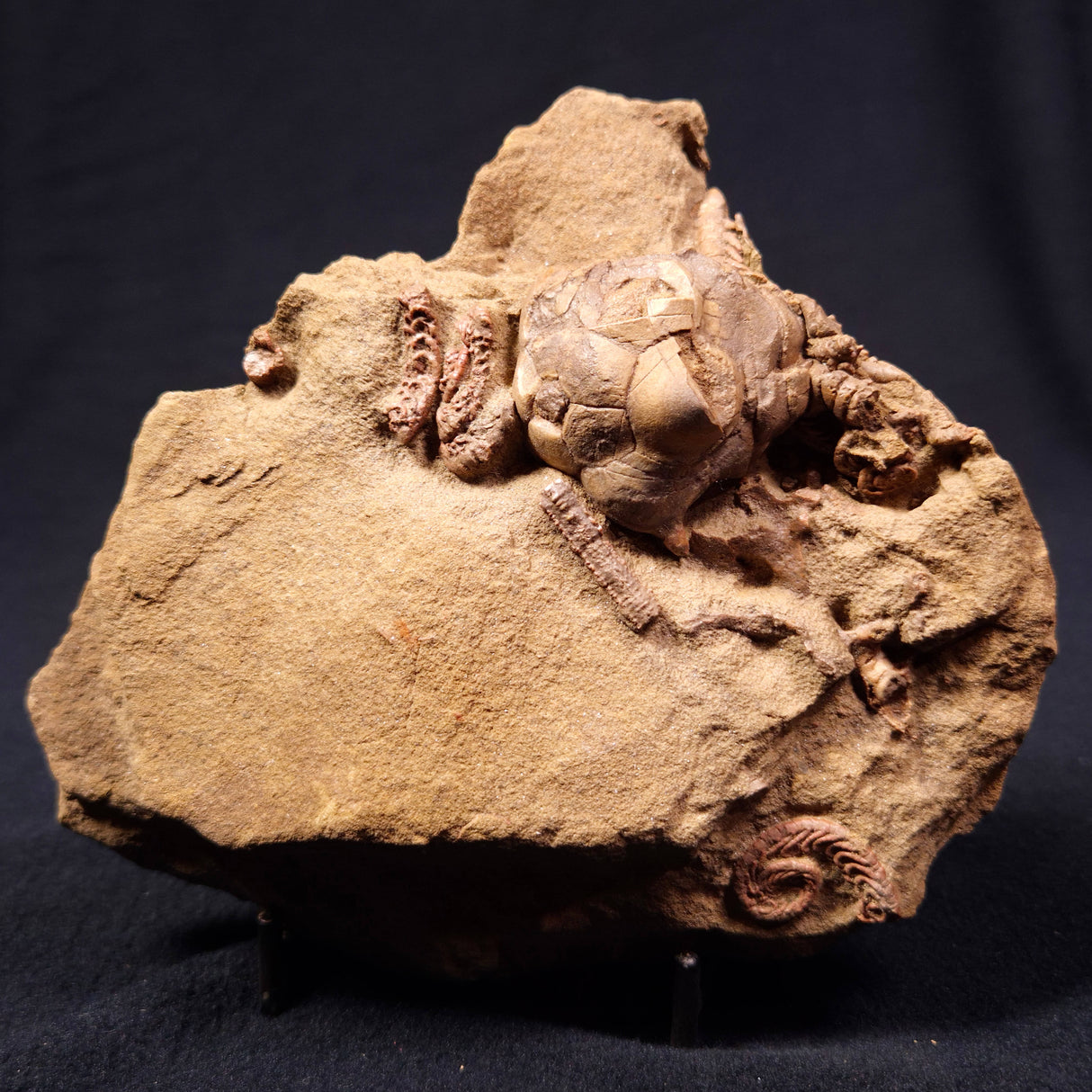 JIMBACRINUS BOSTOCKI CRINOID FOSSIL, Permian, Australia XJB007