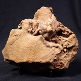 JIMBACRINUS BOSTOCKI CRINOID FOSSIL, Permian, Australia XJB007