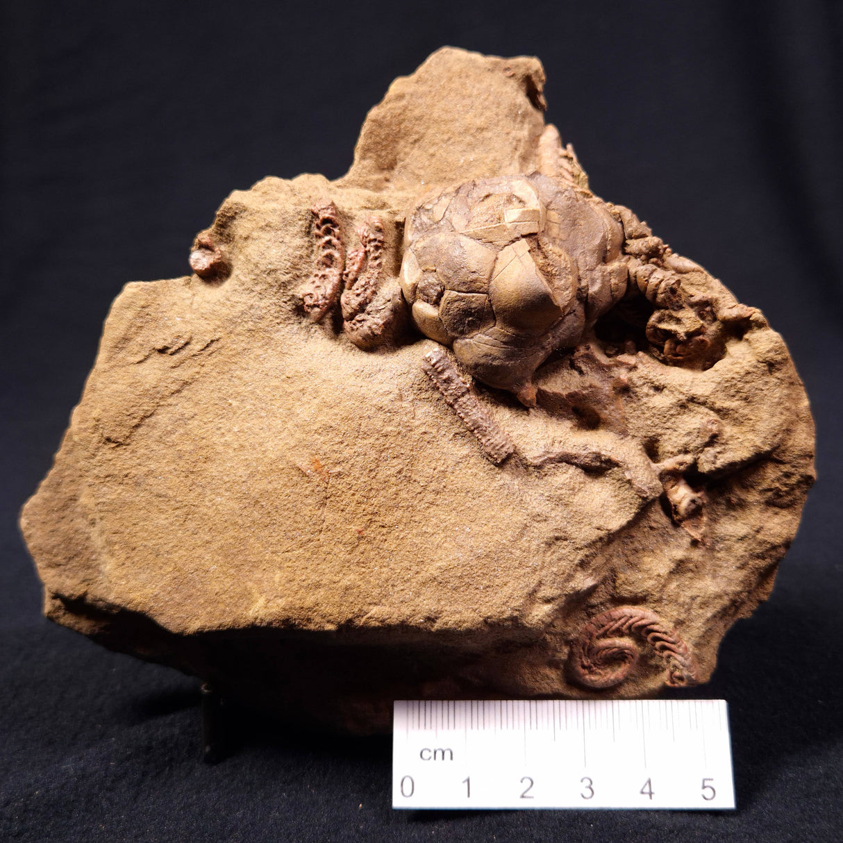 JIMBACRINUS BOSTOCKI CRINOID FOSSIL, Permian, Australia XJB007