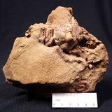 JIMBACRINUS BOSTOCKI CRINOID FOSSIL, Permian, Australia XJB007