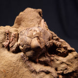 JIMBACRINUS BOSTOCKI CRINOID FOSSIL, Permian, Australia XJB007