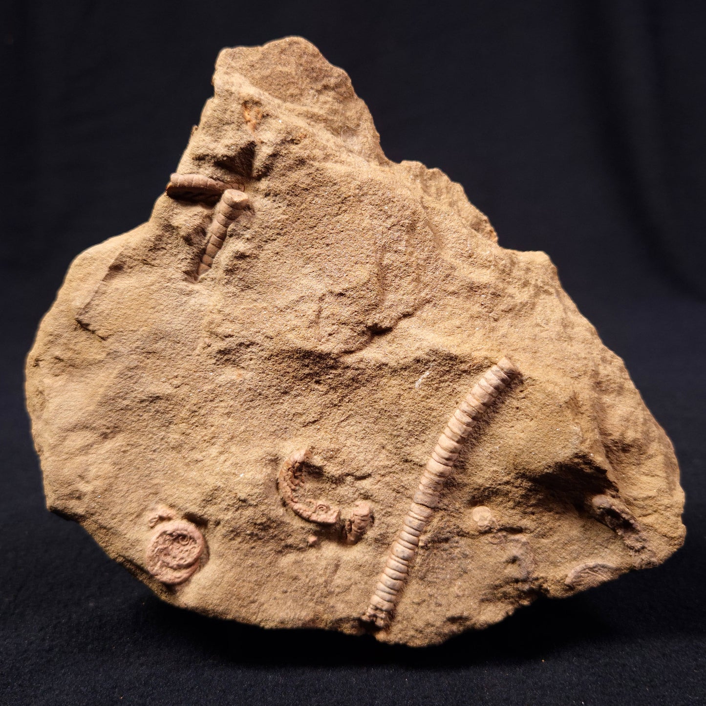 JIMBACRINUS BOSTOCKI CRINOID FOSSIL, Permian, Australia XJB007
