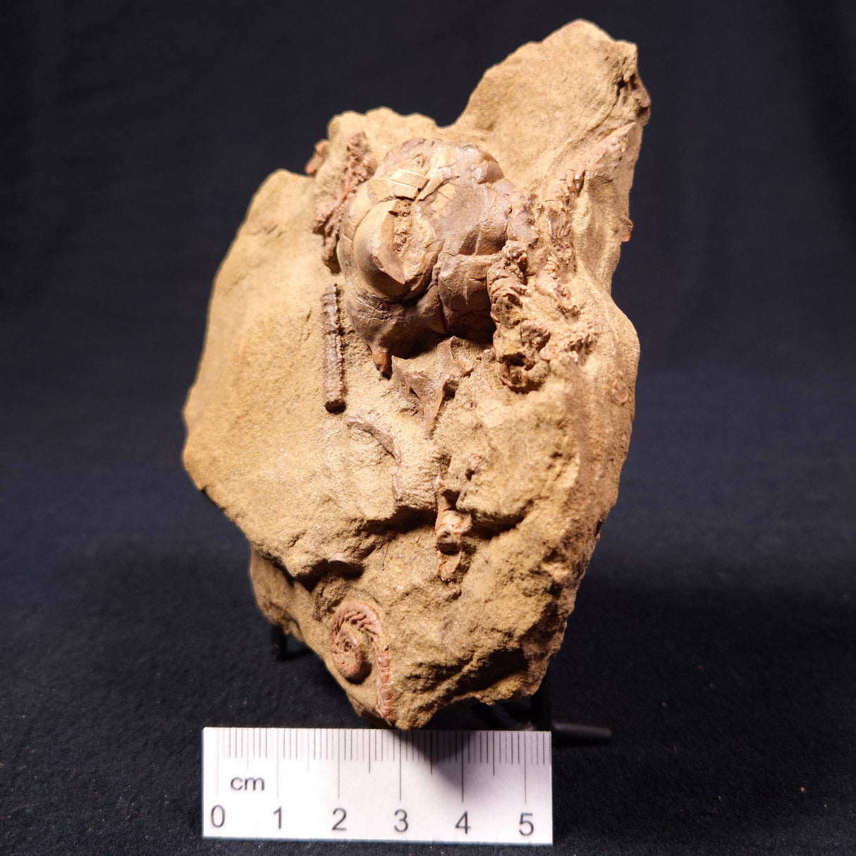 JIMBACRINUS BOSTOCKI CRINOID FOSSIL, Permian, Australia XJB007