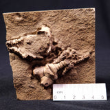 JIMBACRINUS BOSTOCKI CRINOID FOSSIL, Permian, Australia XJB008