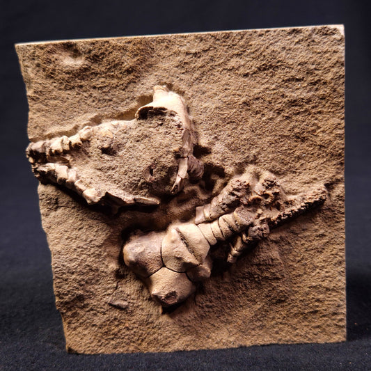 JIMBACRINUS BOSTOCKI CRINOID FOSSIL, Permian, Australia XJB008