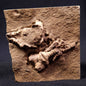 JIMBACRINUS BOSTOCKI CRINOID FOSSIL, Permian, Australia XJB008