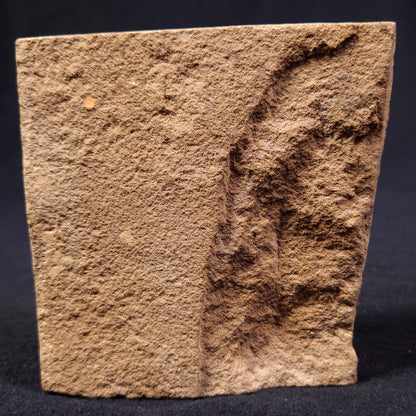 JIMBACRINUS BOSTOCKI CRINOID FOSSIL, Permian, Australia XJB008