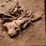 JIMBACRINUS BOSTOCKI CRINOID FOSSIL, Permian, Australia XJB008