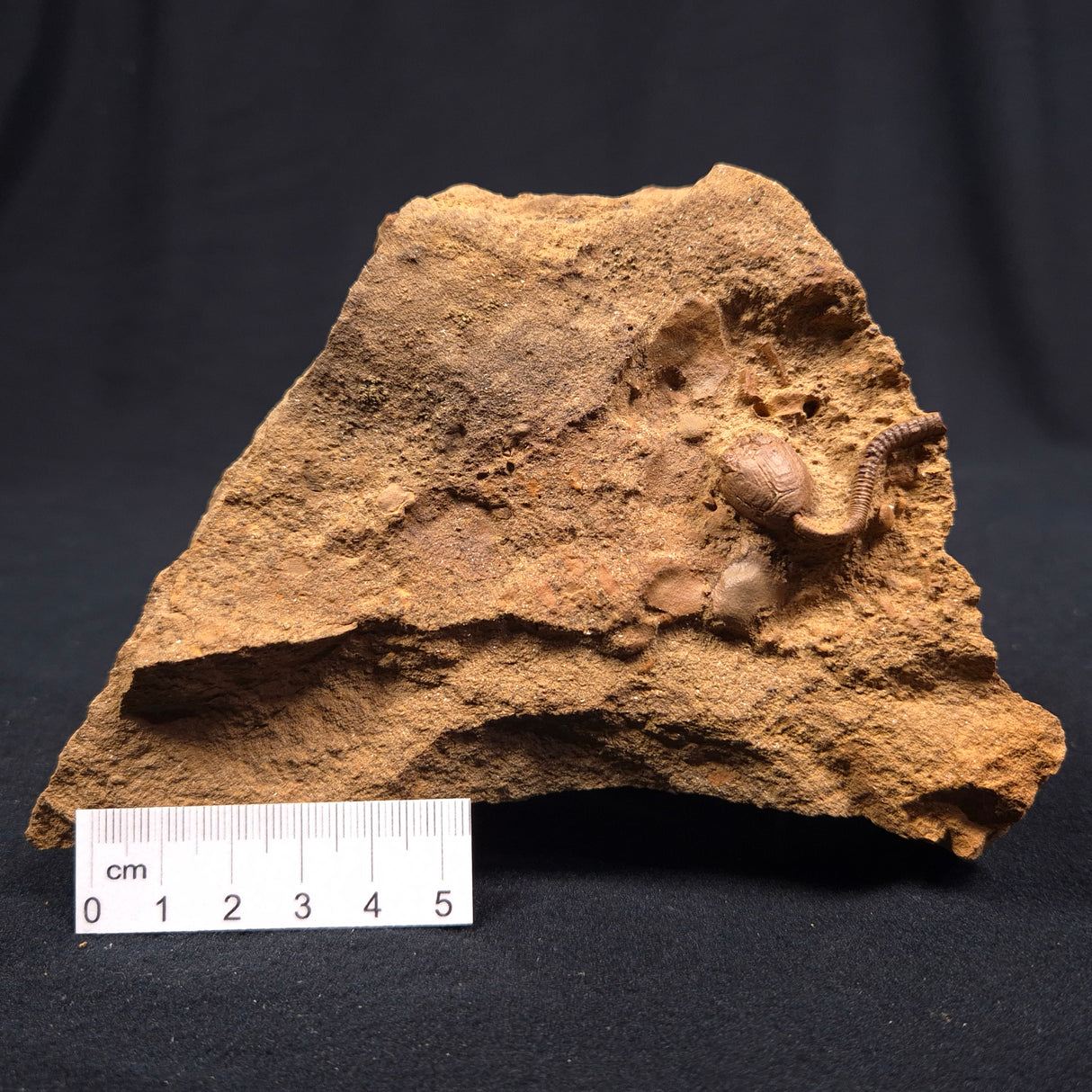 JIMBACRINUS BOSTOCKI CRINOID FOSSIL, Permian, Australia XJB009