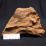 JIMBACRINUS BOSTOCKI CRINOID FOSSIL, Permian, Australia XJB009