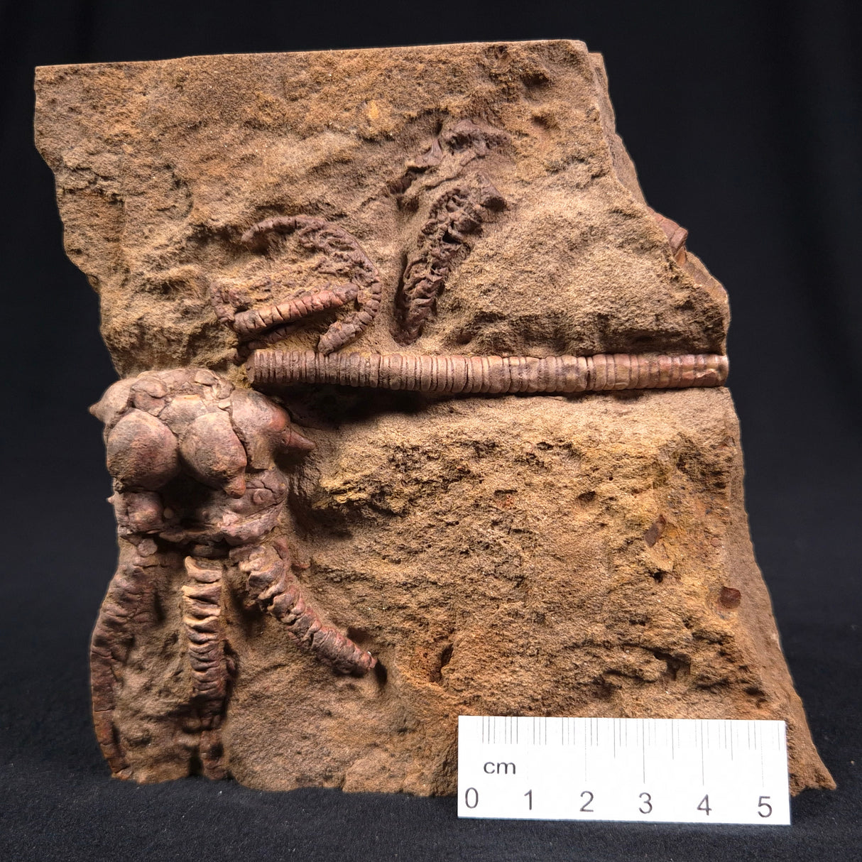 JIMBACRINUS BOSTOCKI CRINOID FOSSIL, Permian, Australia XJB010