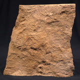 JIMBACRINUS BOSTOCKI CRINOID FOSSIL, Permian, Australia XJB010