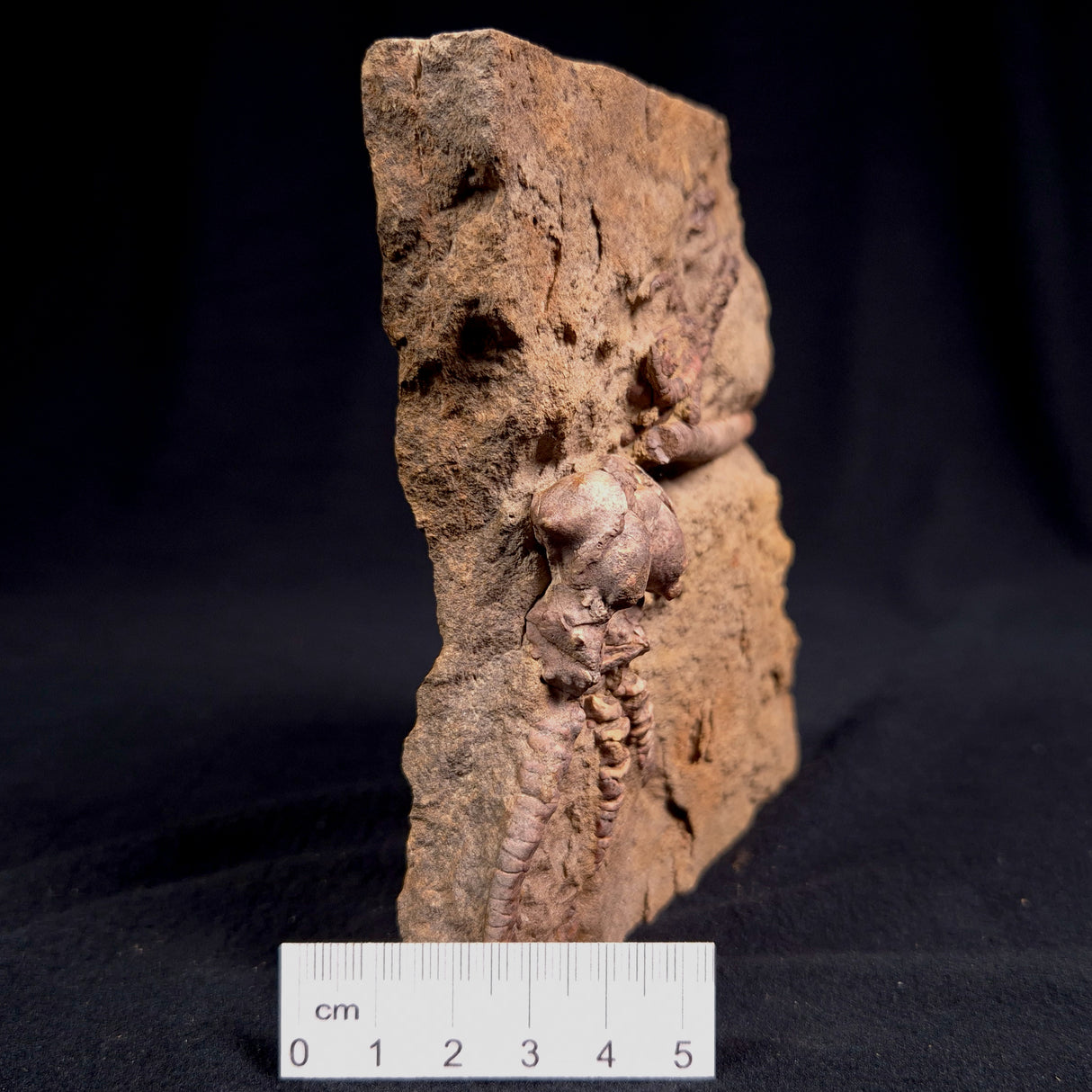 JIMBACRINUS BOSTOCKI CRINOID FOSSIL, Permian, Australia XJB010