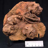 JIMBACRINUS BOSTOCKI CRINOID FOSSIL, Permian, Australia XJB011