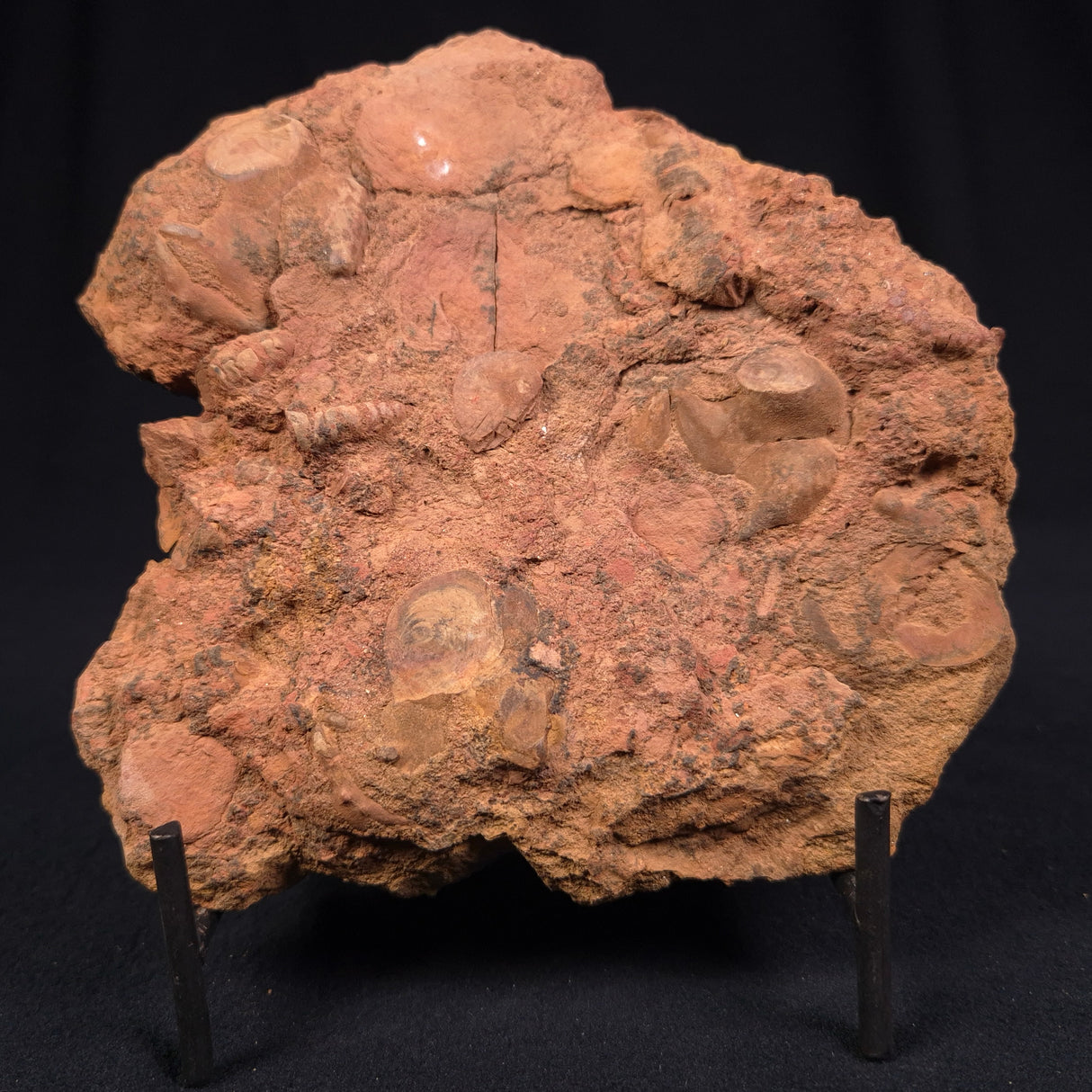 JIMBACRINUS BOSTOCKI CRINOID FOSSIL, Permian, Australia XJB011