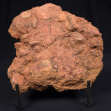 JIMBACRINUS BOSTOCKI CRINOID FOSSIL, Permian, Australia XJB011