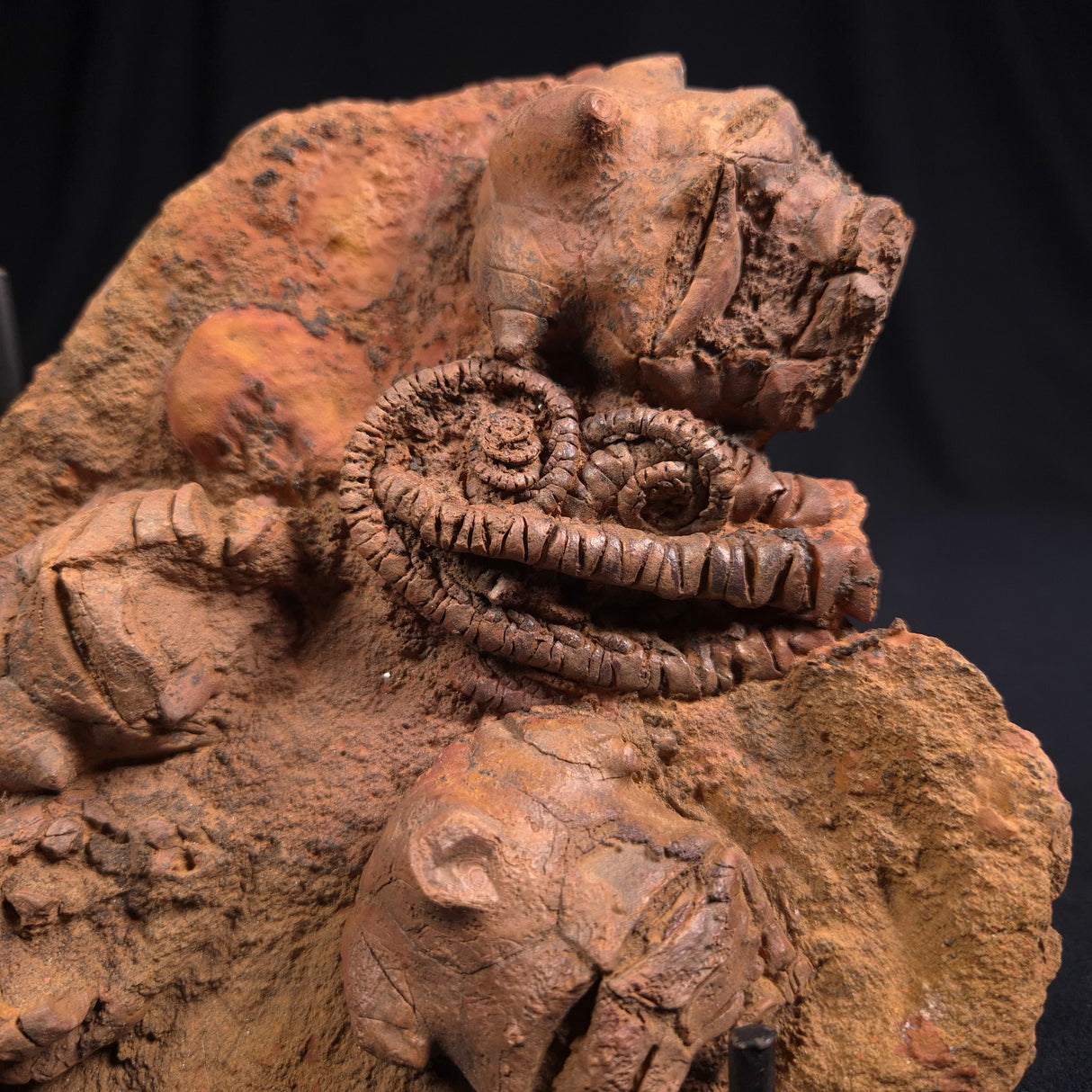 JIMBACRINUS BOSTOCKI CRINOID FOSSIL, Permian, Australia XJB011