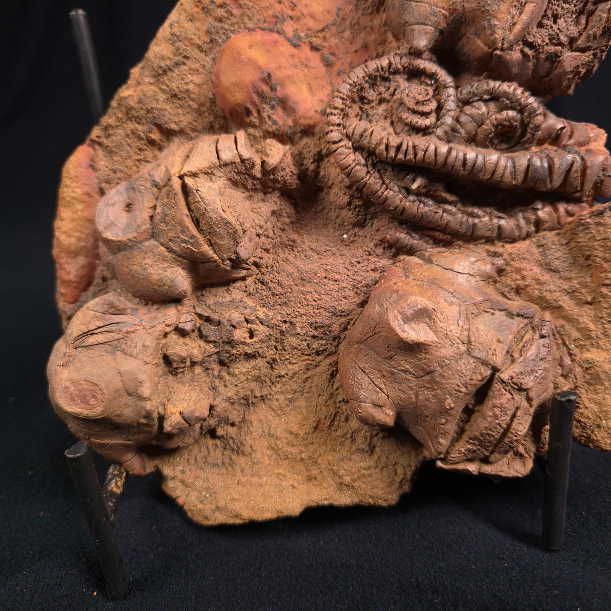 JIMBACRINUS BOSTOCKI CRINOID FOSSIL, Permian, Australia XJB011