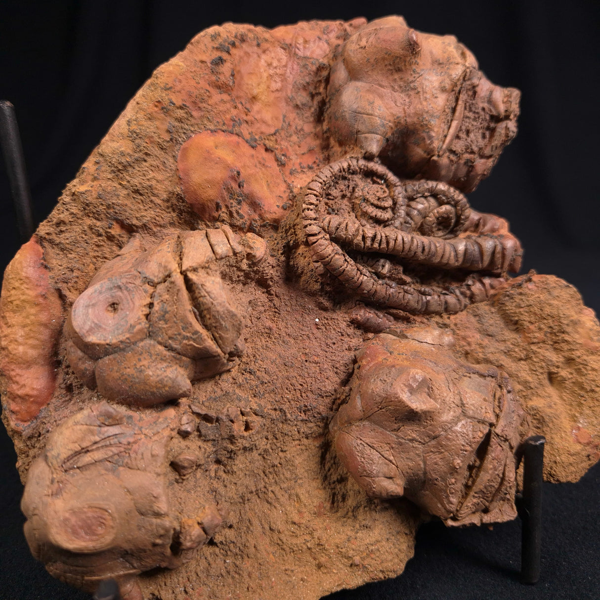 JIMBACRINUS BOSTOCKI CRINOID FOSSIL, Permian, Australia XJB011