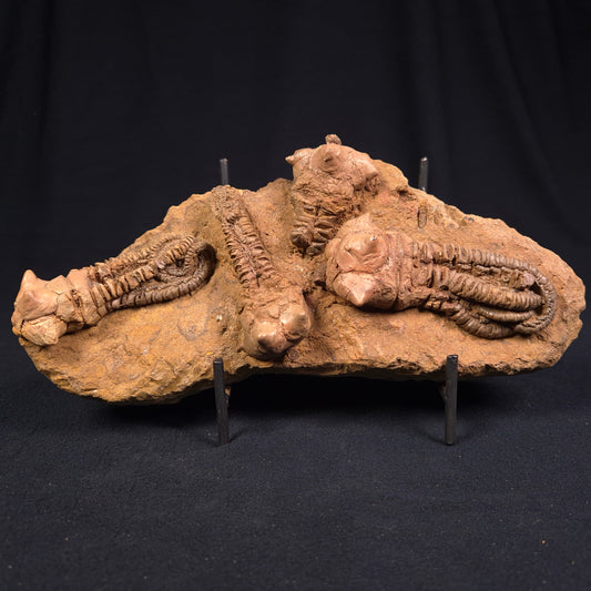 JIMBACRINUS BOSTOCKI CRINOID FOSSIL, Permian, Australia XJB012