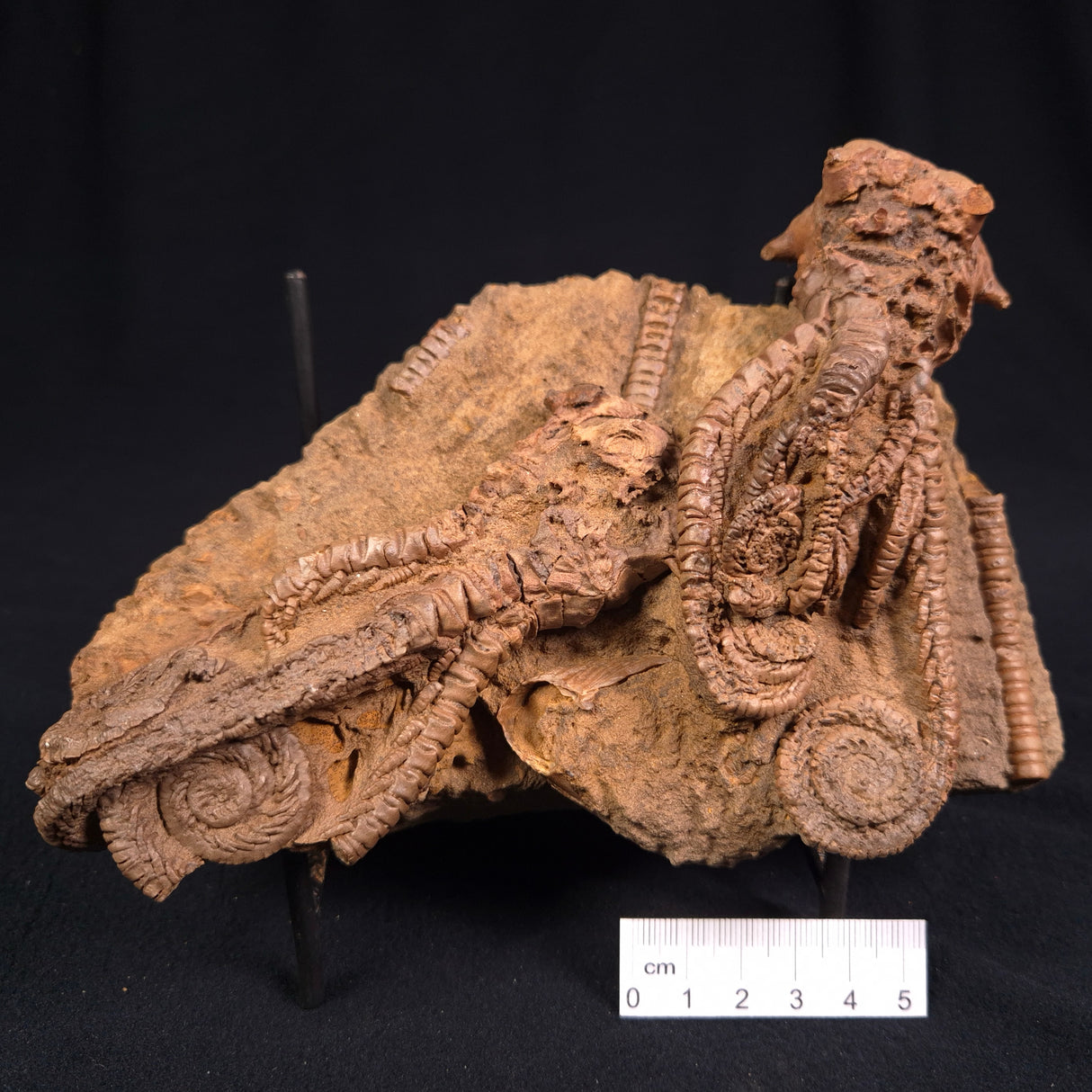 JIMBACRINUS BOSTOCKI CRINOID FOSSIL, Permian, Australia XJB013