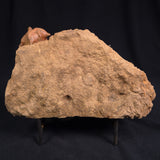 JIMBACRINUS BOSTOCKI CRINOID FOSSIL, Permian, Australia XJB013