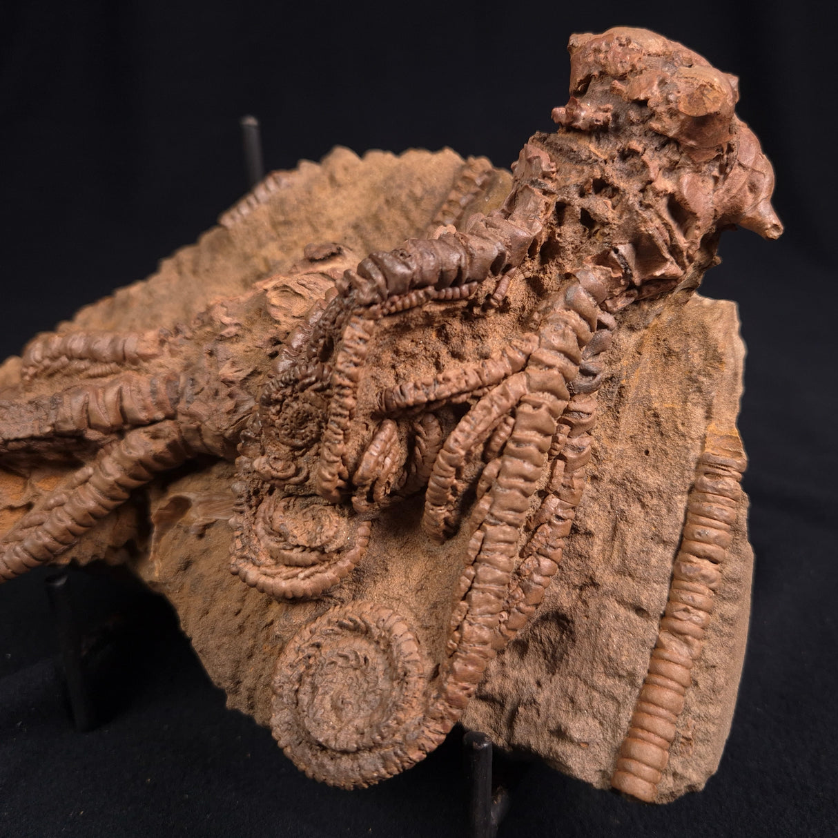 JIMBACRINUS BOSTOCKI CRINOID FOSSIL, Permian, Australia XJB013