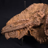 JIMBACRINUS BOSTOCKI CRINOID FOSSIL, Permian, Australia XJB013