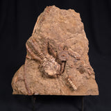 JIMBACRINUS BOSTOCKI CRINOID FOSSIL, Permian, Australia XJB014