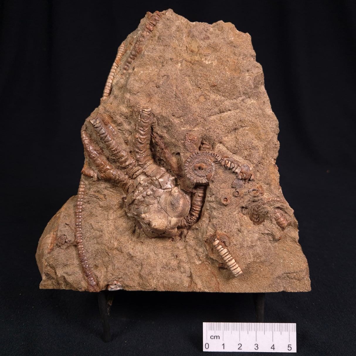 JIMBACRINUS BOSTOCKI CRINOID FOSSIL, Permian, Australia XJB014