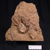 JIMBACRINUS BOSTOCKI CRINOID FOSSIL, Permian, Australia XJB014