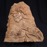 JIMBACRINUS BOSTOCKI CRINOID FOSSIL, Permian, Australia XJB014