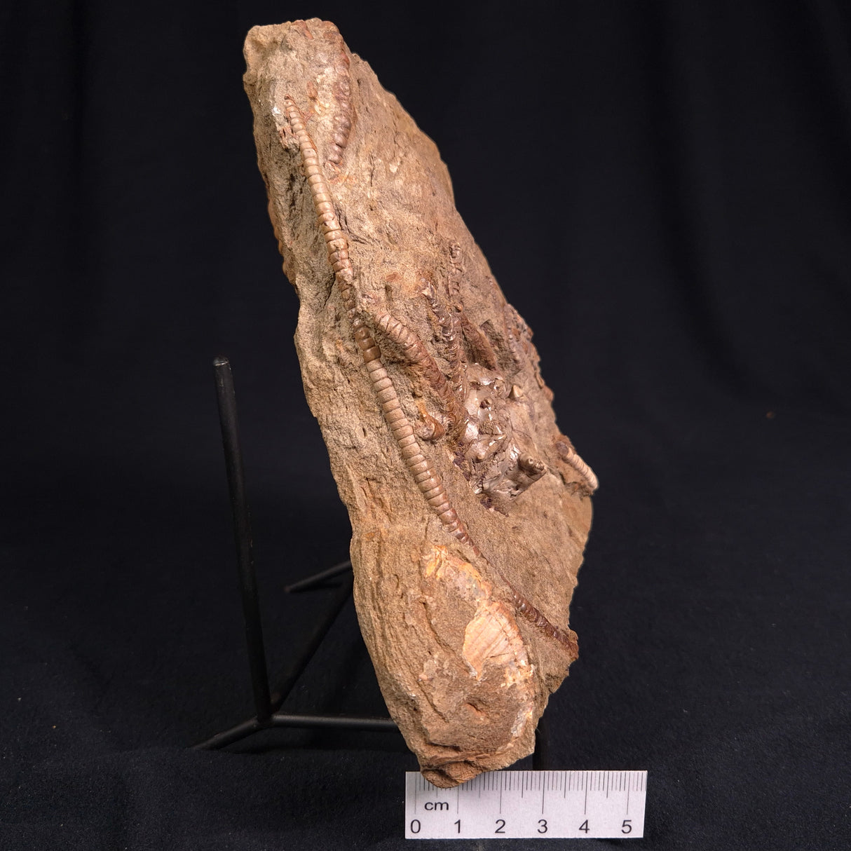 JIMBACRINUS BOSTOCKI CRINOID FOSSIL, Permian, Australia XJB014