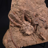 JIMBACRINUS BOSTOCKI CRINOID FOSSIL, Permian, Australia XJB014