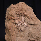 JIMBACRINUS BOSTOCKI CRINOID FOSSIL, Permian, Australia XJB014