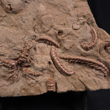 JIMBACRINUS BOSTOCKI CRINOID FOSSIL, Permian, Australia XJB014