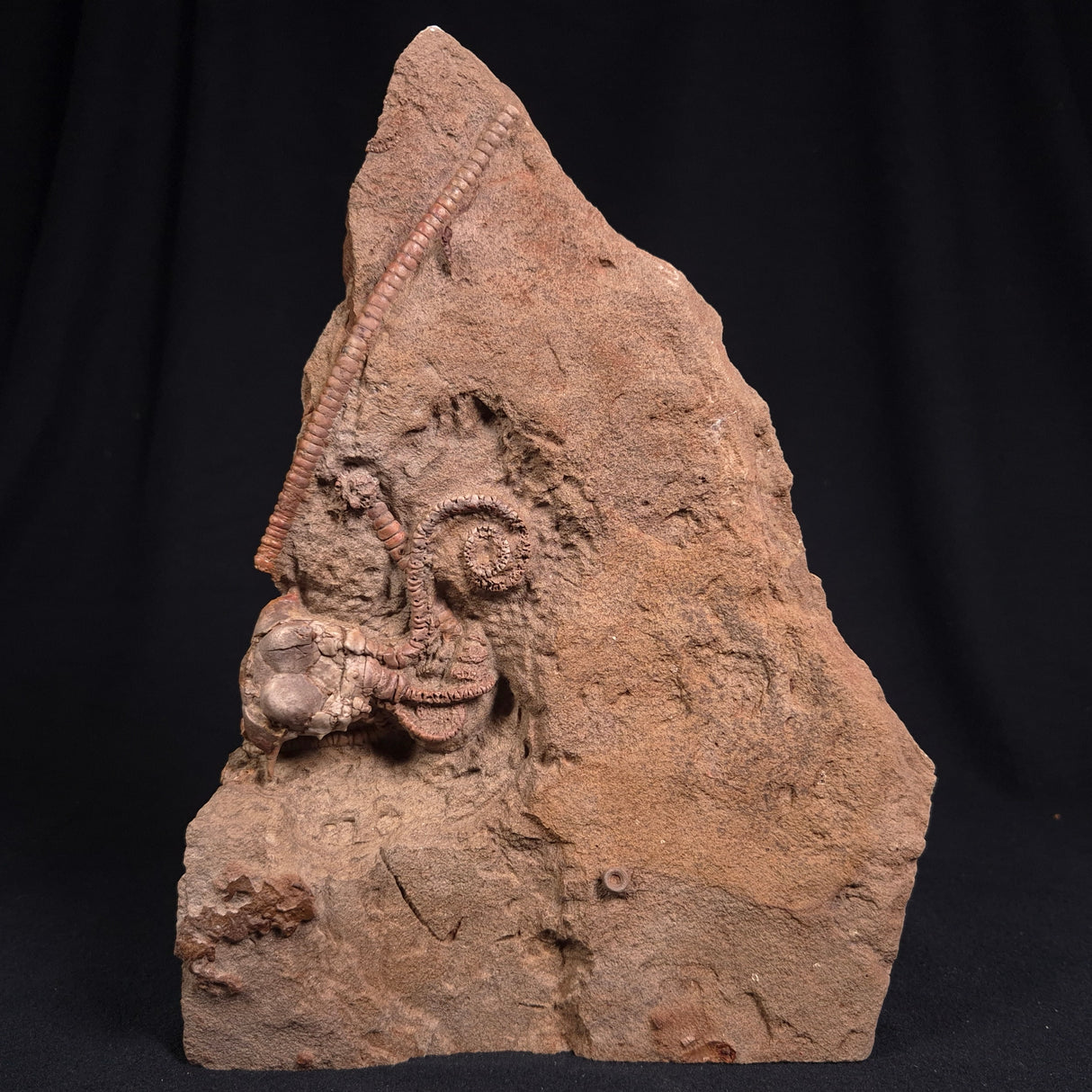 JIMBACRINUS BOSTOCKI CRINOID FOSSIL, Permian, Australia XJB015