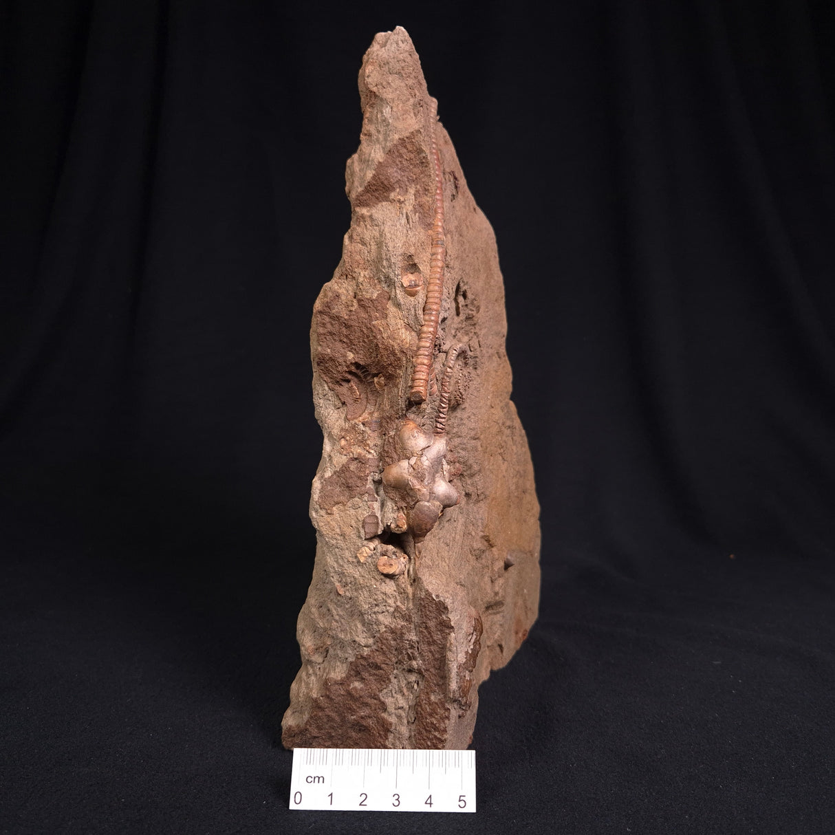 JIMBACRINUS BOSTOCKI CRINOID FOSSIL, Permian, Australia XJB015