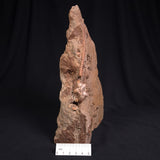 JIMBACRINUS BOSTOCKI CRINOID FOSSIL, Permian, Australia XJB015