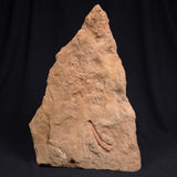 JIMBACRINUS BOSTOCKI CRINOID FOSSIL, Permian, Australia XJB015