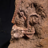 JIMBACRINUS BOSTOCKI CRINOID FOSSIL, Permian, Australia XJB015